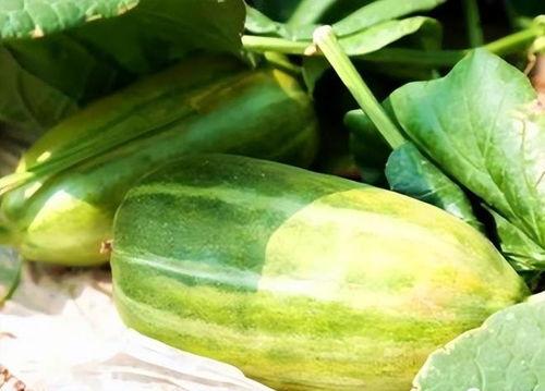 什么瓜都吃,揭秘“什么瓜都吃”的跨界魅力与时代意义