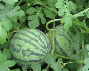 付瓜孕妇可以吃,付瓜孕妇的美食选择与营养建议