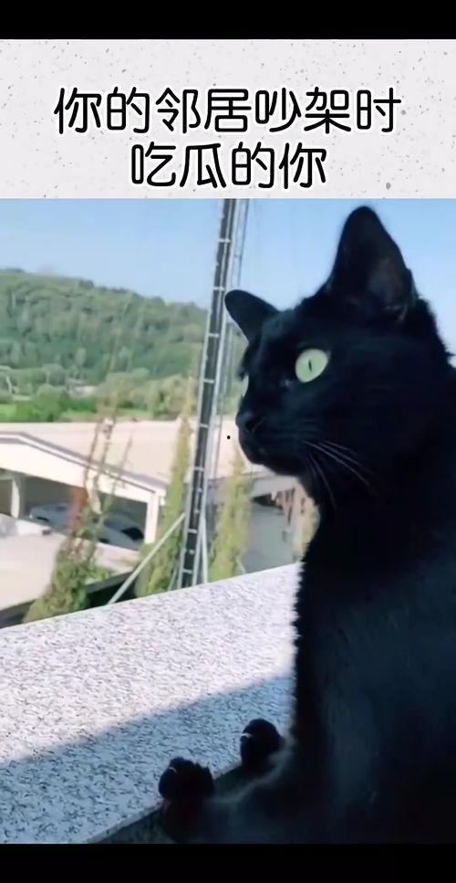 梦见吃瓜吵架,吃瓜吵架背后的心理寓意