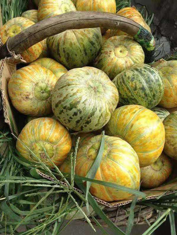 大面瓜怎么吃更好,大面瓜美味食法大揭秘