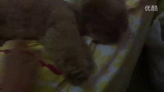 八姐吃瓜视频,揭秘娱乐圈幕后真相，带你领略明星们的真实生活