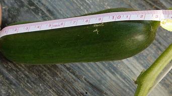 梦见自己在瓜地摘吃小瓜