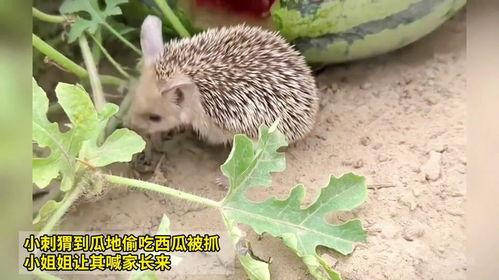 刺猬如何吃瓜,一场别开生面的食瓜盛宴