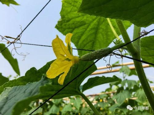 新兴县吃瓜,探寻当地特色美食之旅