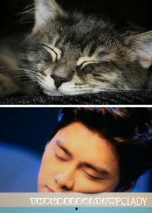 吃瓜神同步猫咪