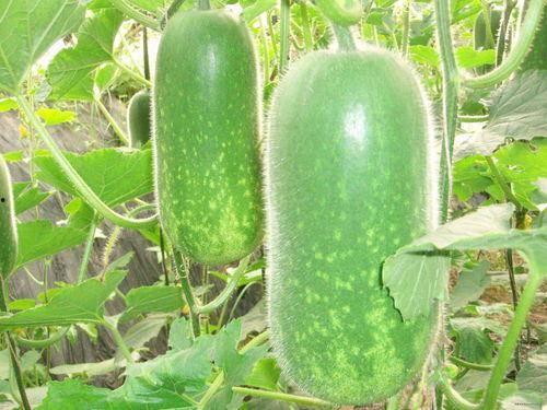 韩城吃瓜群名称大全,揭秘热门话题背后的趣味与热议