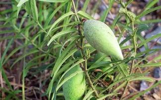 瓜瓢瓢怎么吃,解锁美味新体验