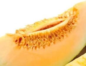 吃蜜瓜的昆虫,探寻食蜜瓜昆虫的奇妙世界