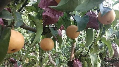 宁陵初中吃瓜,揭秘校园里的热点话题