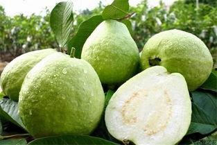 芳瓜吃芳瓜能降血糖嘛,探索降血糖的天然途径