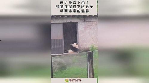 下雨屋檐吃瓜,一场别样的夏日时光