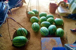 吃瓜有瓜田,揭秘那些年我们错过的瓜田故事