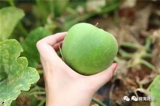 梨瓜什么季节吃,尽享梨瓜清新滋味