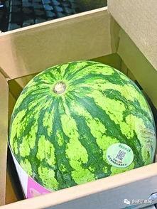 吃瓜辨真假,揭秘网络谣言背后的真相