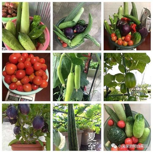 好久不见的瓜可以吃吗,美味还是陷阱？