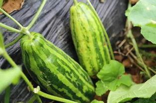 老瓜吃对人好嘛,揭秘其养生之道