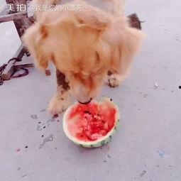 吃瓜宠,揭秘娱乐圈背后的甜蜜与苦涩