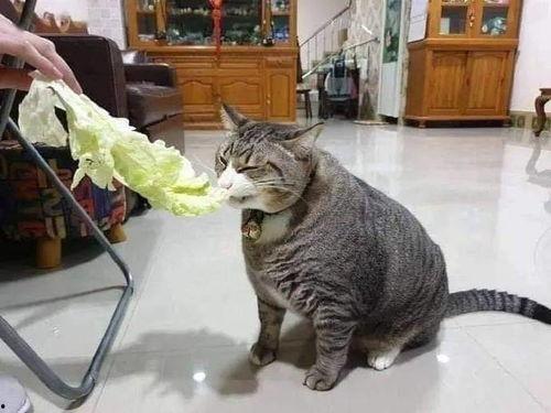 51cg吃瓜吃瓜胖猫事件