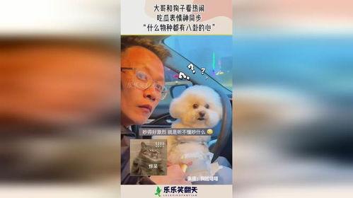 表情吃瓜狗是什么意思,揭秘网络流行语背后的趣味与内涵