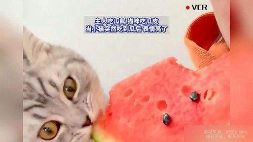 瓜猫咪可以吃吗