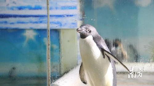 吹风扇吃瓜屏保