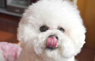 比熊犬可以吃小瓜