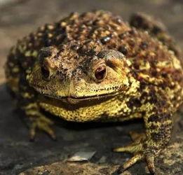 蛤蟆衣服吃瓜,一场别开生面的吃瓜盛宴