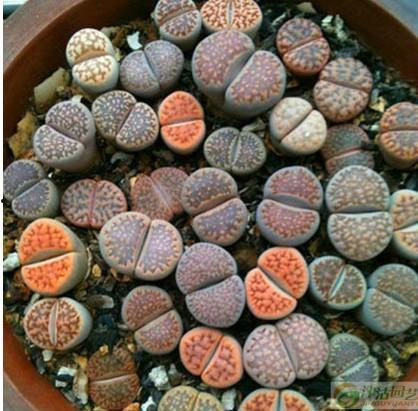 西安石椅子吃瓜,见证历史变迁的“吃瓜”传奇