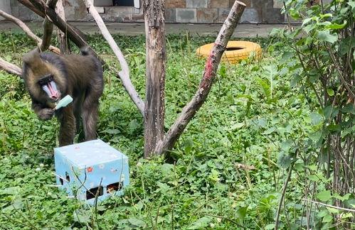 狗罐吃瓜吗,揭秘狗狗与吃瓜的奇妙关系