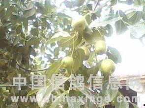 信鸽吃瓜,揭秘信鸽的“吃瓜”生活